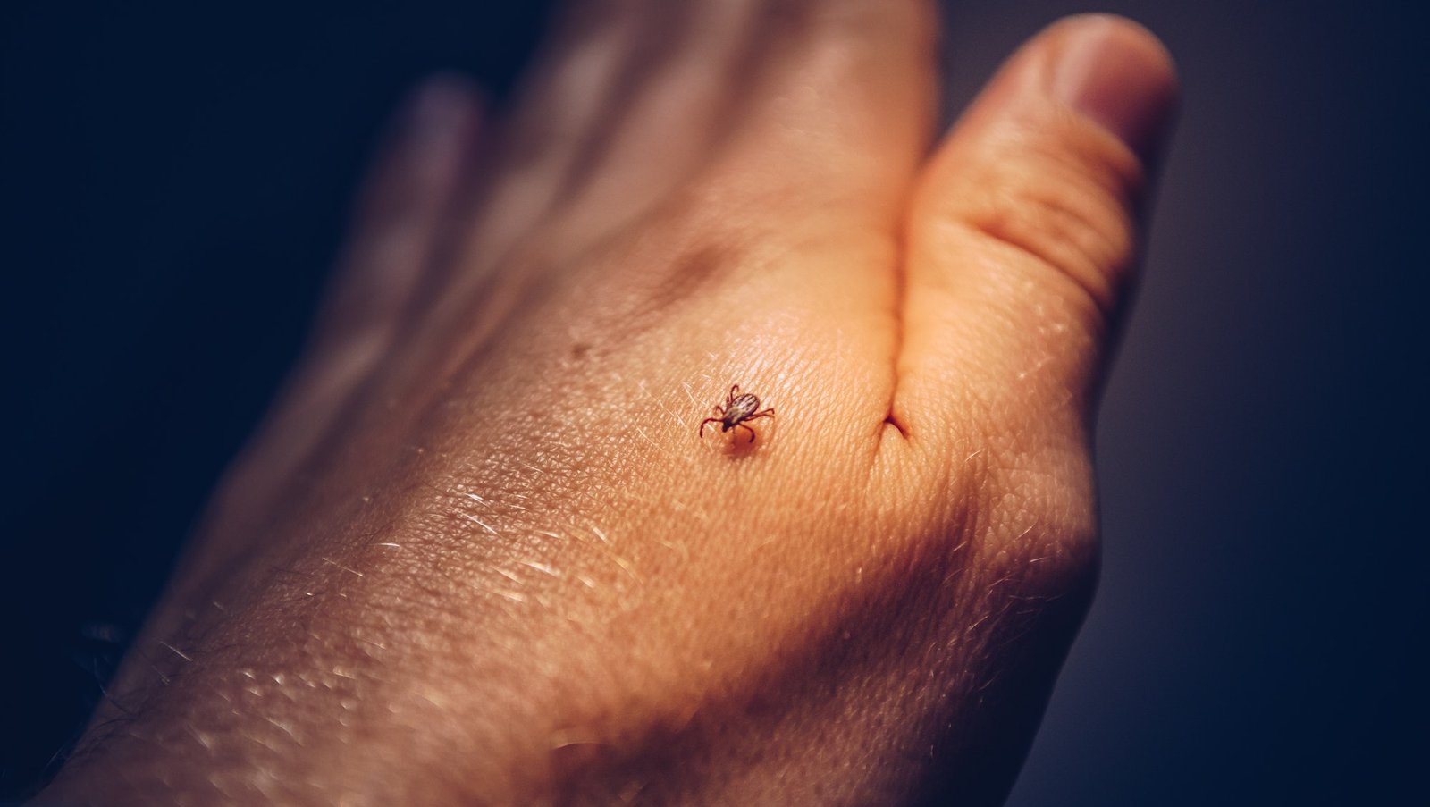 tick Congo Fever Nursing News
